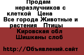 Продам 2 неразлучников с клеткой › Цена ­ 2 500 - Все города Животные и растения » Птицы   . Кировская обл.,Шишканы слоб.